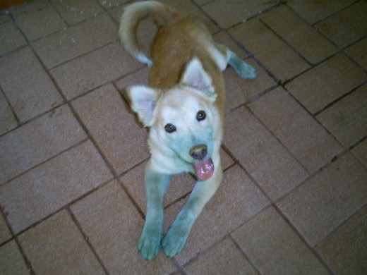 Dana despué de una de sus travesuras, queria disfrazarse